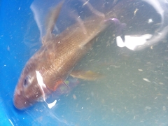 Menticirrhus americanus