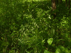 Poa wolfii