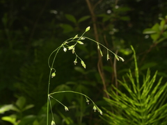 Poa wolfii