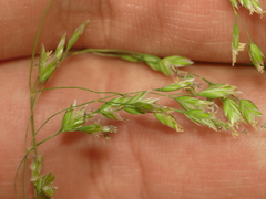 Poa wolfii