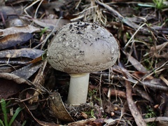 Amanita grisella