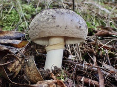 Amanita grisella