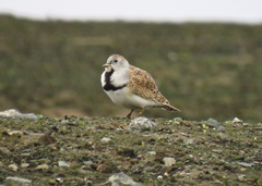 Thinocorus rumicivorus