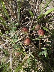 Astragalus crassicarpus