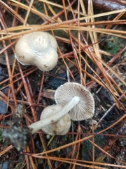 Inocybe sindonia
