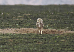 Athene cunicularia