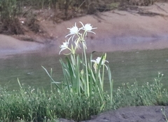 Hymenocallis coronaria