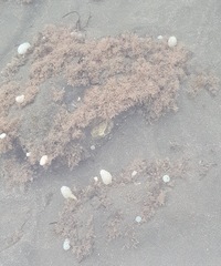 Eudistoma elongatum