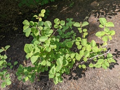 Fothergilla gardenii