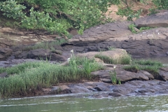 Hymenocallis coronaria