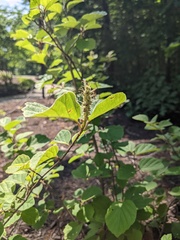 Fothergilla gardenii
