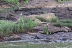 Hymenocallis coronaria