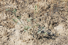 Sphaeralcea grossulariifolia