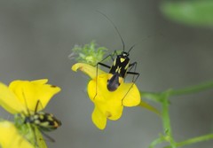 Grypocoris stysi
