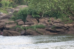 Hymenocallis coronaria