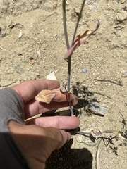 Caulanthus amplexicaulis