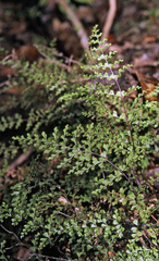 Lindsaea trichomanoides