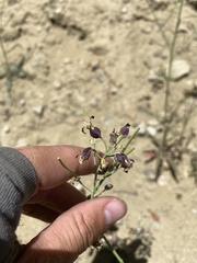 Caulanthus amplexicaulis