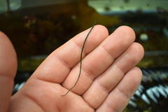 Chaetomorpha melagonium