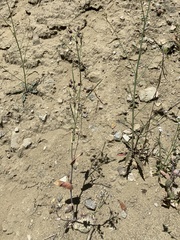 Caulanthus amplexicaulis