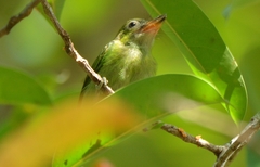 Psilopogon haemacephalus