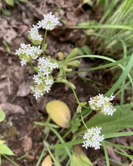 Valerianella nuttallii