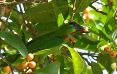 Psilopogon mystacophanos