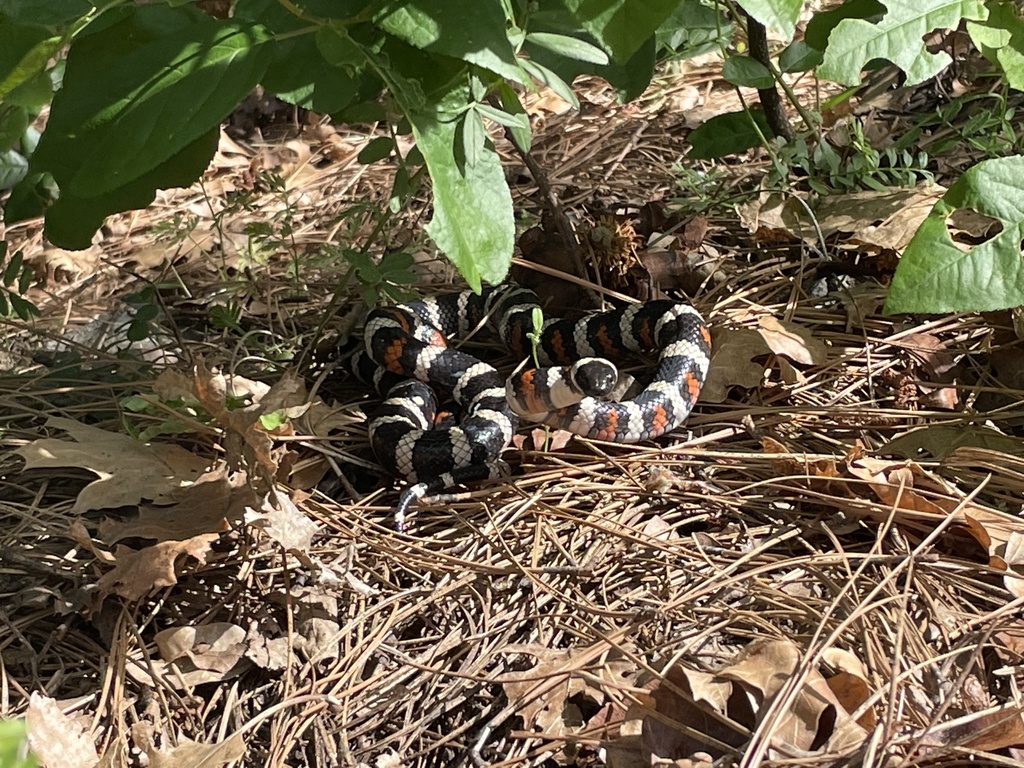 California Mountain Kingsnake In May 2022 By Michael A Voeltz   Large 