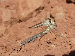 Erythromma