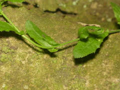 Borodinia dentata