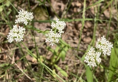 Valerianella nuttallii