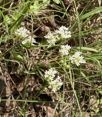 Valerianella nuttallii