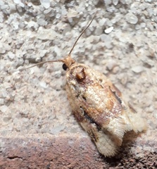 Argyrotaenia kimballi