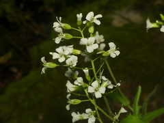 Arabis patens