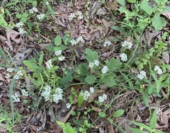 Valerianella nuttallii