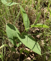 Aristolochia reticulata