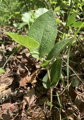 Aristolochia reticulata