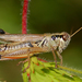 Northern Spur-throat Grasshopper - Photo (c) Denis Doucet, some rights reserved (CC BY-NC), uploaded by Denis Doucet