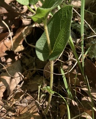 Aristolochia reticulata