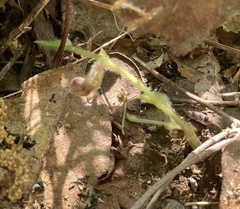 Aristolochia reticulata