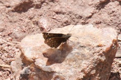 Erynnis martialis
