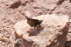 Erynnis martialis