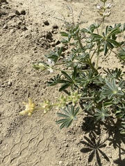 Lupinus densiflorus