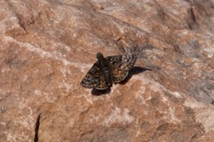 Erynnis martialis
