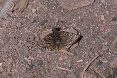 Erynnis martialis