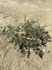 Lupinus densiflorus