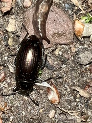 Tarpela micans