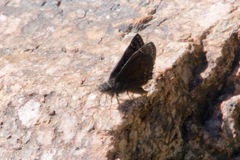 Erynnis pacuvius