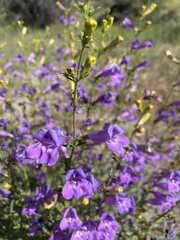 Penstemon heterophyllus australis