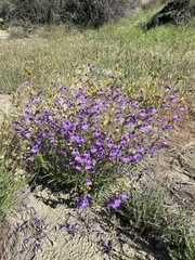 Penstemon heterophyllus australis